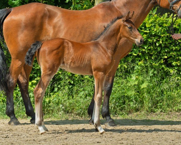 foal by Ventaro Q (Hanoverian, 2024, from Venturo)