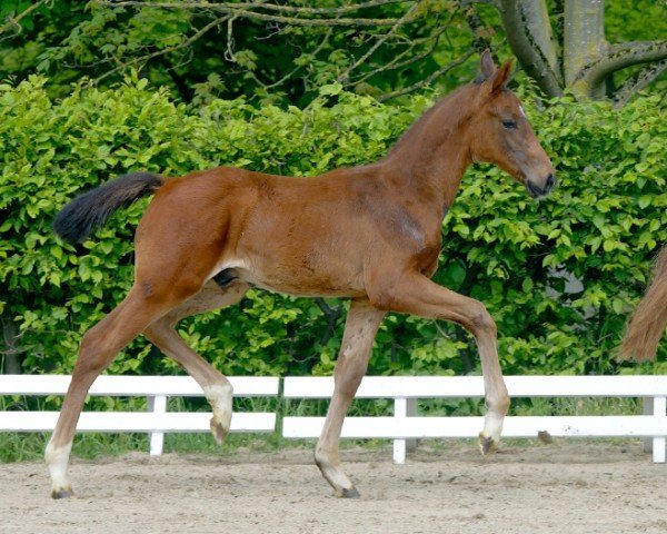 dressage horse Feininger (Hanoverian, 2021, from For Austria)