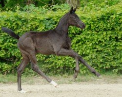 dressage horse Ice Ice Baby (Hanoverian, 2022, from Iowa Gold)