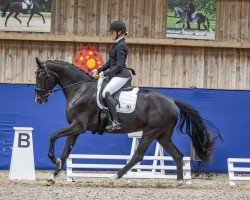 dressage horse Fiorella Cb (Oldenburg, 2019, from Freischuetz)