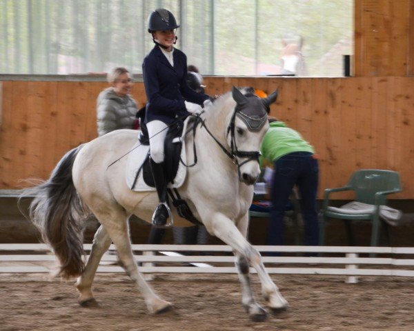 dressage horse Castlehill Boy (Connemara Pony, 2013, from Tempo Active Atlas)