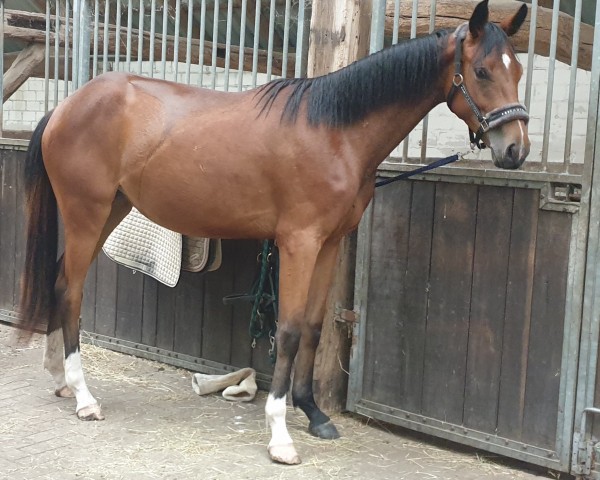 dressage horse Belly de Coco (Westphalian, 2022, from Callaho's Benicio)