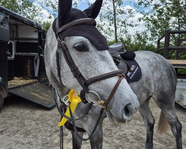 jumper Celina Obolensky (Westphalian, 2019, from Cornet Obolensky)