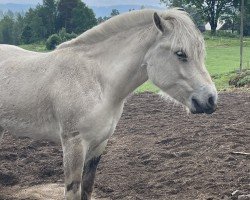 horse Øyhus Unik (Fjord Horse, 2022, from Lille Ulrik)