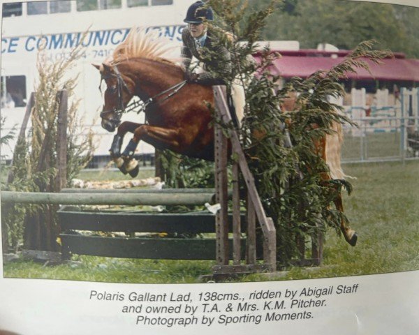 horse Polaris Gallant Lad (Welsh-Pony (Section B), 1993, from Polaris Fagus)