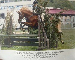 Pferd Polaris Gallant Lad (Welsh Pony (Sek.B), 1993, von Polaris Fagus)