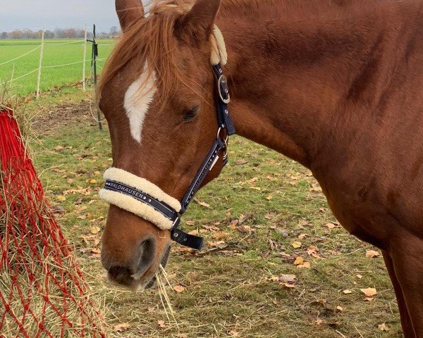 horse Daria Dela Esperanza (Arabian thoroughbred, 2002, from FS Bengali ox)