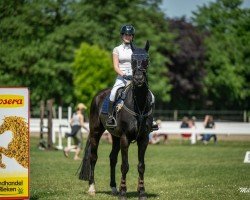 jumper Diamond's Rock (Hanoverian, 2015, from Dornenkönig)