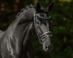 dressage horse Touché Noir (KWPN (Royal Dutch Sporthorse), 2018, from Totilas)