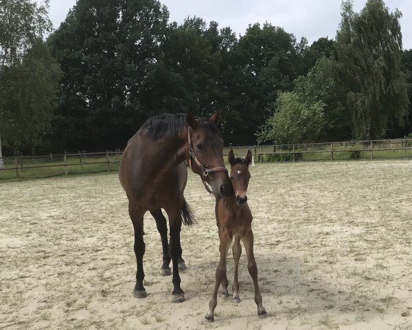 foal by Corey Blue HS (Holsteiner, 2024, from Casino Grande)