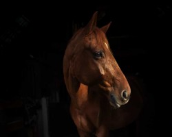 broodmare Frida Gold 30 (Hanoverian, 2012, from Fuerst Rousseau)