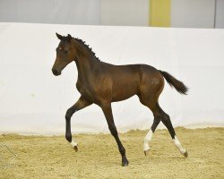 dressage horse Pringels (Austrian Warmblood, 2022, from De Niro Gold 3)