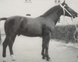 Deckhengst Flugwind 1224 (Schweres Warmblut, 1963, von Flirt Mo 1173)