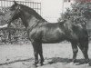 stallion Gabo Mo 390 (Heavy Warmblood, 1945, from Gabler SN 597)