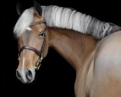 jumper Precious 7 (KWPN (Royal Dutch Sporthorse), 2020)