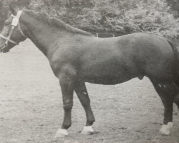 stallion Ego (Heavy Warmblood, 1948, from Ponto SN 700)
