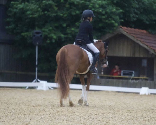 dressage horse Toffifee 76 (German Riding Pony, 2017, from FS Champion de Luxe)