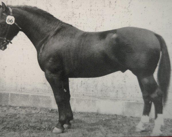 Deckhengst Edlef Th 785 (Schweres Warmblut, 1957, von Edler Mo 1182 (Th 743))