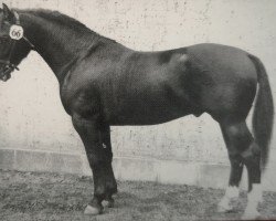 stallion Edlef Th 785 (Heavy Warmblood, 1957, from Edler Mo 1182 (Th 743))