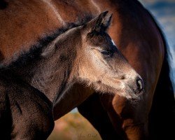 foal by Be my Fairytale (Oldenburg, 2024, from Bonhoeffer)