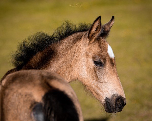 Fohlen von For your Dreams only (Deutsches Reitpony, 2024, von Dream Date 7)