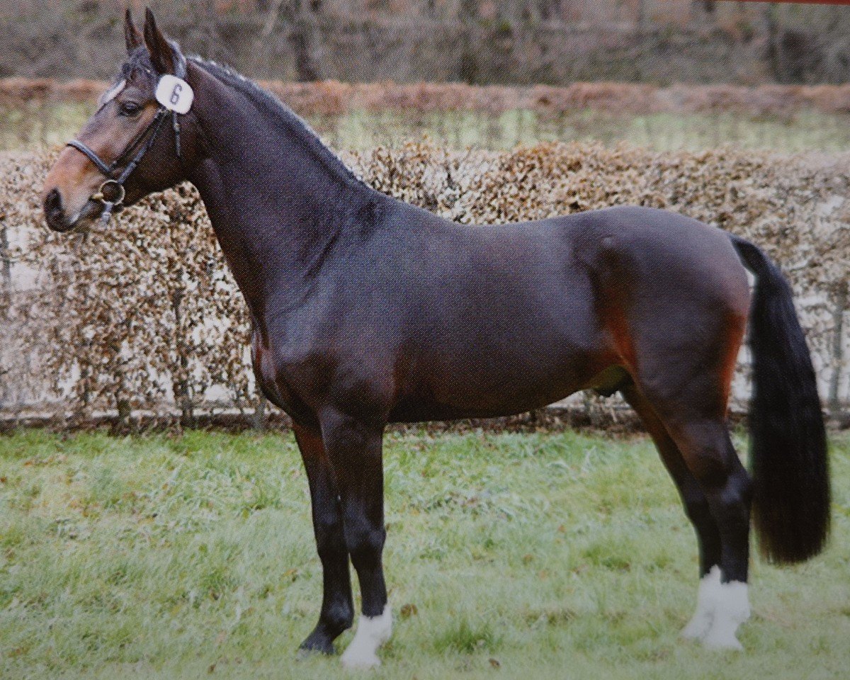 stallion Epikur (Sachs-door. Heavy Warmbl., 2005, from Epomeo)