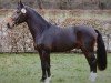 stallion Epikur (Sachs-door. Heavy Warmbl., 2005, from Epomeo)