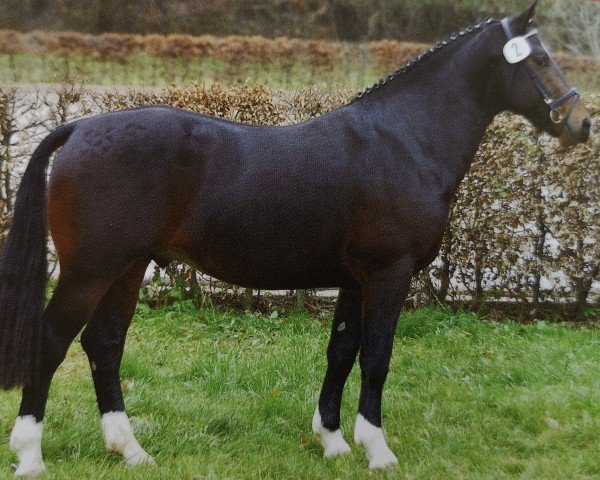 stallion Columbus (Sachs-door. Heavy Warmbl., 2005)