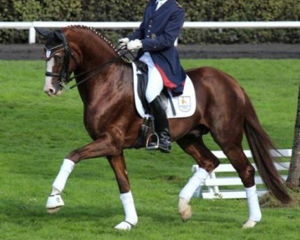stallion Quaterhall (Hanoverian, 2008, from Quaterback)