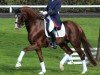 stallion Quaterhall (Hanoverian, 2008, from Quaterback)