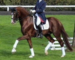 stallion Quaterhall (Hanoverian, 2008, from Quaterback)