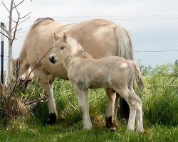 foal by Viano von Nordlys (Fjord Horse, 2024, from Vinnebo)