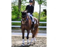 dressage horse Sherlock 37 (Rhinelander, 2009, from Sorento OLD)