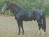stallion Underberg (Heavy Warmblood, 1996, from Urban af Hvarre)