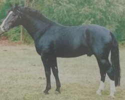 Deckhengst Underberg (Schweres Warmblut, 1996, von Urban af Hvarre)