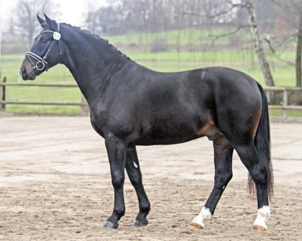 Deckhengst Unicum 11 (Sächs.-Thür. Schweres Warmbl., 2004, von Urban af Hvarre)