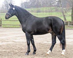 stallion Unicum 11 (Sachs-door. Heavy Warmbl., 2004, from Urban af Hvarre)