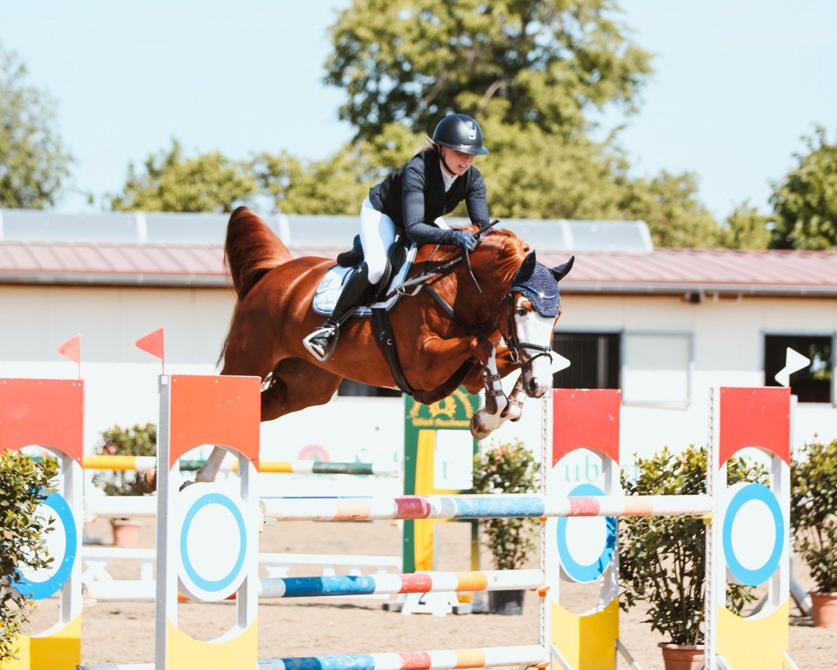 Springpferd Bahalla Gold Vh (Deutsches Sportpferd, 2018, von Balou du Rouet)