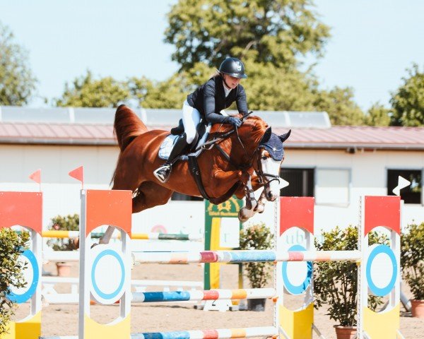 Springpferd Bahalla Gold Vh (Deutsches Sportpferd, 2018, von Balou du Rouet)