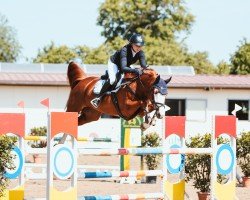 jumper Bahalla Gold Vh (German Sport Horse, 2018, from Balou du Rouet)