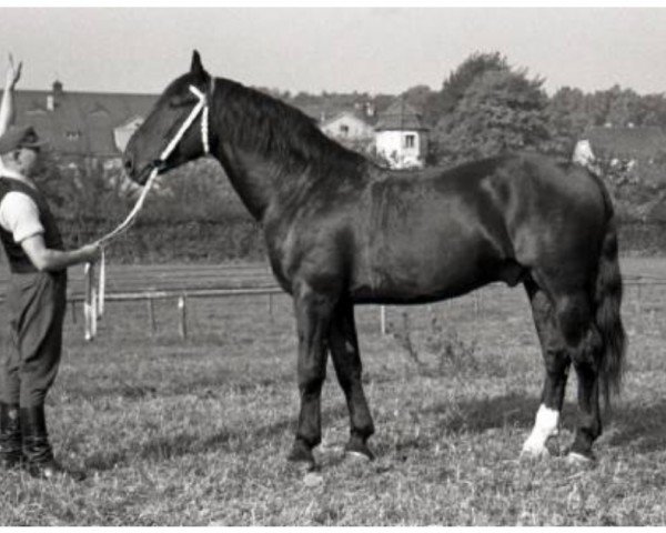 stallion Graphit Mo 1027 (Heavy Warmblood, 1951, from Gralf Mo 394)