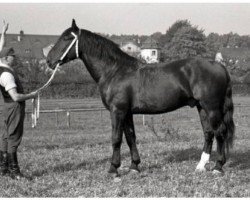 Deckhengst Graphit Mo 1027 (Schweres Warmblut, 1951, von Gralf Mo 394)