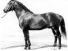 stallion Wildfang 1195 Mo (Heavy Warmblood, 1960, from Wesir ox 1129 Mo)