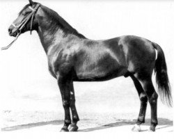 Deckhengst Wildfang 1195 Mo (Schweres Warmblut, 1960, von Wesir ox Mo 1129)