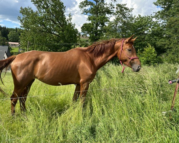 broodmare Tiffini (Oldenburg, 2020, from Total Spezial)