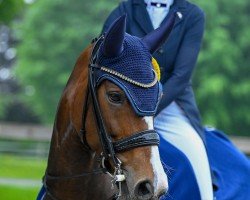 dressage horse Bluehorse Summerwine (Hanoverian, 2010, from Sancisco)