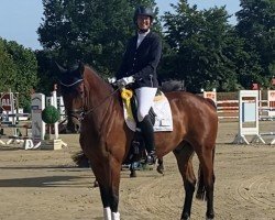 dressage horse Frizzantino Uno (Westphalian, 2014, from Feedback 16)