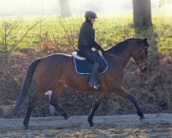 dressage horse Ginger (Trakehner, 2012, from Kasimir TSF)