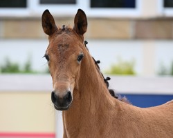 Fohlen Glamour Girl (Deutsches Sportpferd, 2024, von Glamdale WP NRW)