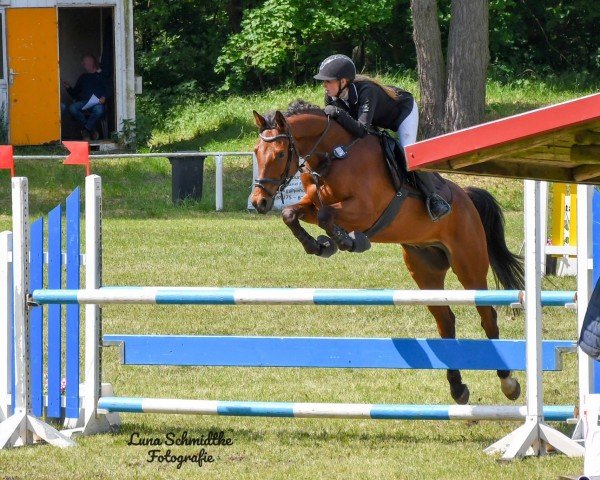 Springpferd Clyde 94 (Deutsches Sportpferd, 2019, von Casskeni II)